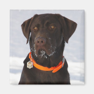 Chocolade Labrador magneet