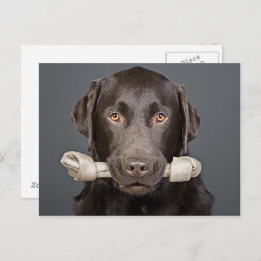 Chocolade Labrador met been Briefkaart (Voorkant / Achterkant)