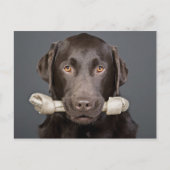 Chocolade Labrador met been Briefkaart (Voorkant)