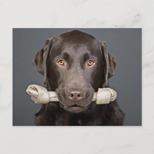 Chocolade Labrador met been Briefkaart (Voorkant)
