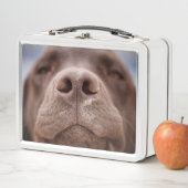 Chocolade Labrador Nose Closeup (In situ)