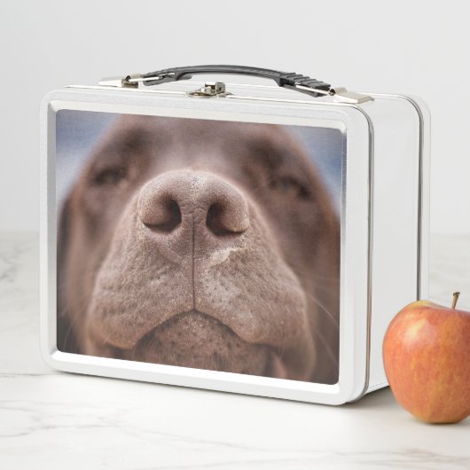 Chocolade Labrador Nose Closeup (In situ)