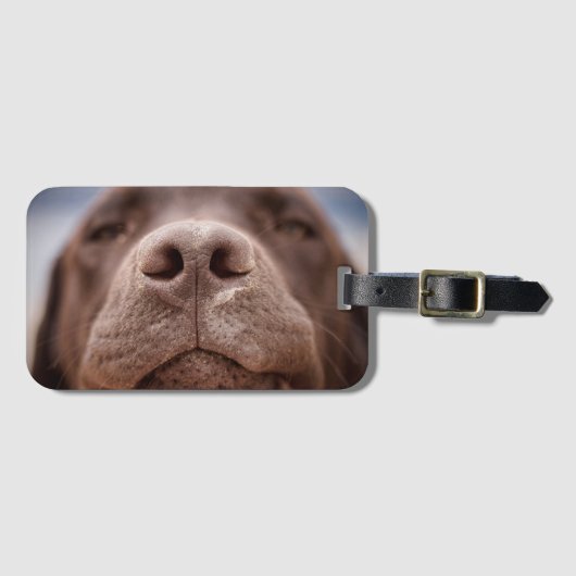 Chocolade Labrador Nose Closeup Bagagelabel (Voorkant (horizontaal))