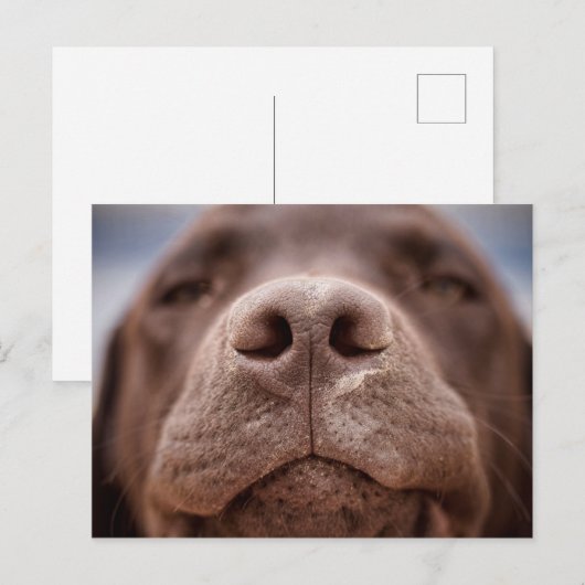 Chocolade Labrador Nose Closeup Briefkaart (Voorkant / Achterkant)