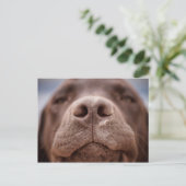 Chocolade Labrador Nose Closeup Briefkaart (Staand voorkant)