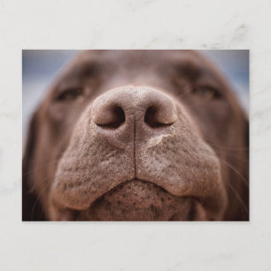 Chocolade Labrador Nose Closeup Briefkaart