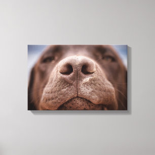 Chocolade Labrador Nose Closeup Canvas Afdruk