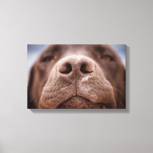 Chocolade Labrador Nose Closeup Canvas Afdruk (Voorkant)