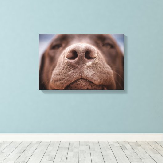 Chocolade Labrador Nose Closeup Canvas Afdruk (Insitu (Houten vloer))