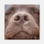 Chocolade Labrador Nose Closeup Magneet (Voorkant)