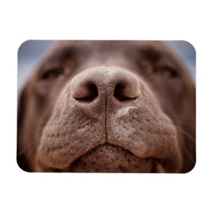 Chocolade Labrador Nose Closeup Magneet