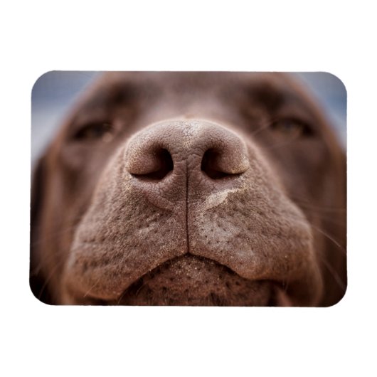 Chocolade Labrador Nose Closeup Magneet (Horizontaal)