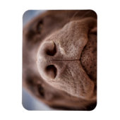 Chocolade Labrador Nose Closeup Magneet (Verticaal)