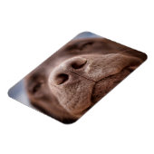 Chocolade Labrador Nose Closeup Magneet (Linkerzijde)