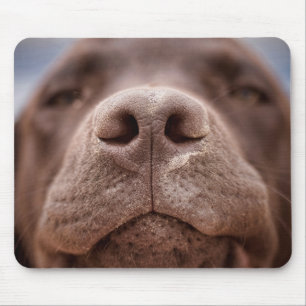Chocolade Labrador Nose Closeup Muismat