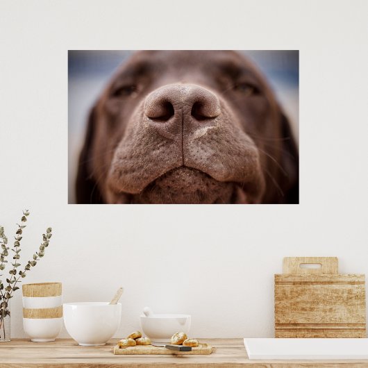 Chocolade Labrador Nose Closeup Poster (Keuken)