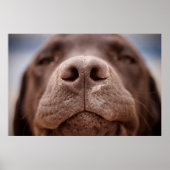 Chocolade Labrador Nose Closeup Poster (Voorkant)