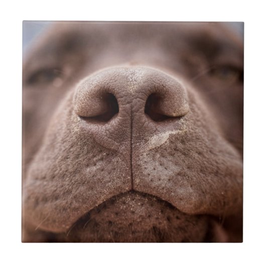 Chocolade Labrador Nose Closeup Tegeltje (Voorkant)