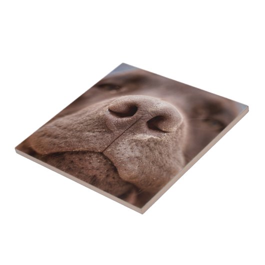 Chocolade Labrador Nose Closeup Tegeltje (Zijkant)