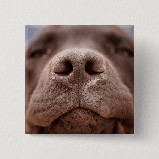 Chocolade Labrador Nose Closeup Vierkante Button 5,1 Cm (Voorkant)
