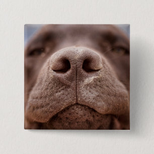 Chocolade Labrador Nose Closeup Vierkante Button 5,1 Cm