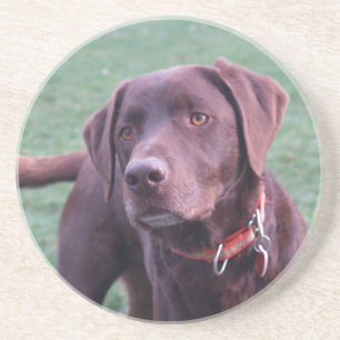 Chocolade Labrador onderzetter