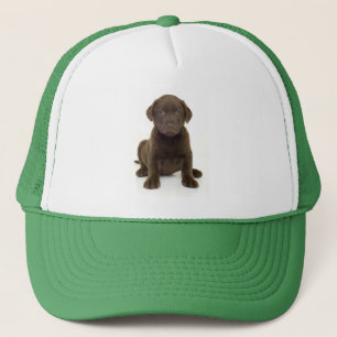 Chocolade Labrador Pet