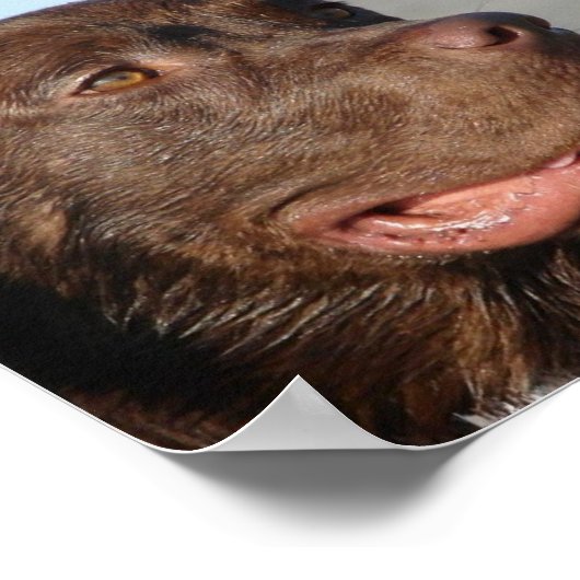 Chocolade Labrador Print (Hoek)