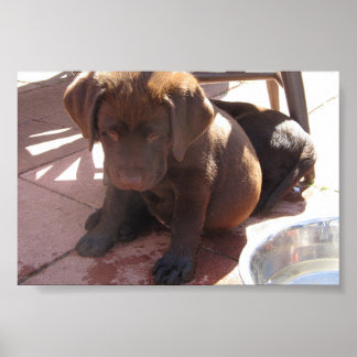 Chocolade Labrador-Puppies Poster