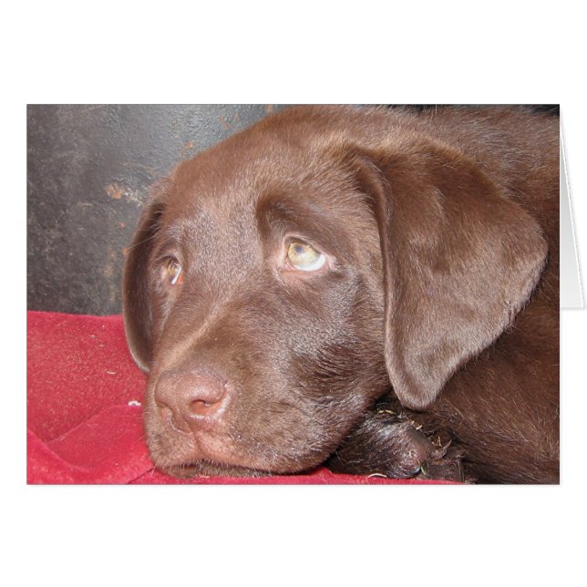 Chocolade Labrador Puppy (Voorkant Horizontaal)