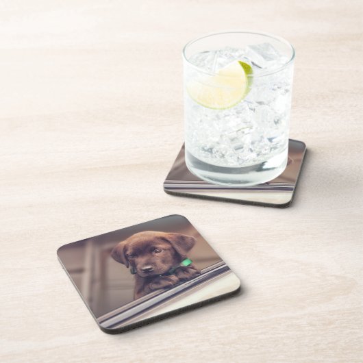 chocolade labrador puppy in auto bier onderzetter (Rechterzijde)