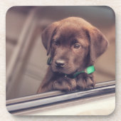 chocolade labrador puppy in auto bier onderzetter (Voorkant)