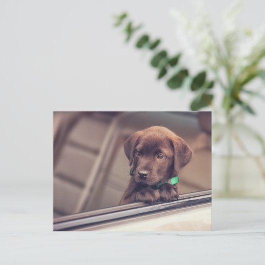 chocolade labrador puppy in auto briefkaart (Staand voorkant)