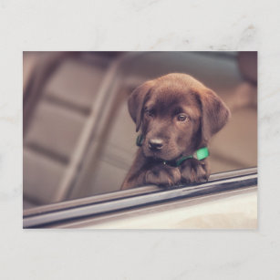 chocolade labrador puppy in auto briefkaart