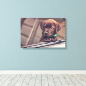 chocolade labrador puppy in auto canvas afdruk (Insitu (Houten vloer))