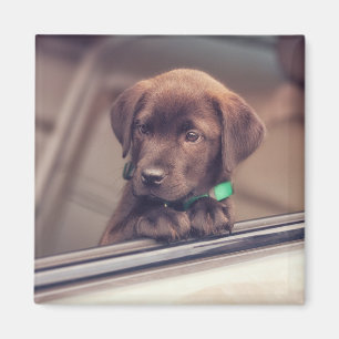 chocolade labrador puppy in auto magneet