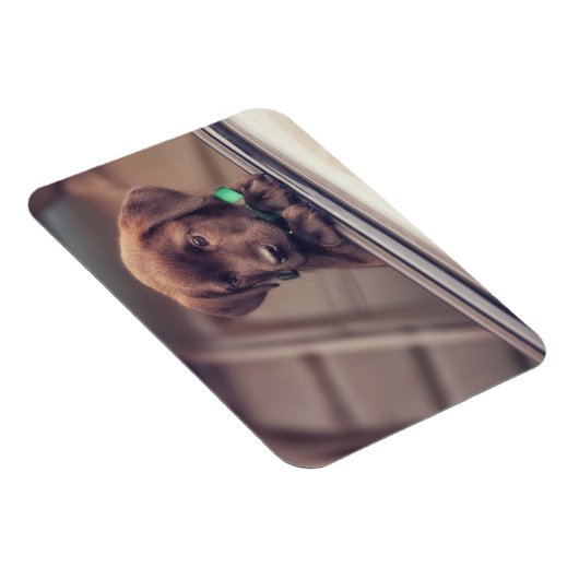 chocolade labrador puppy in auto magneet (Rechterzijde)