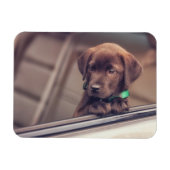 chocolade labrador puppy in auto magneet (Horizontaal)