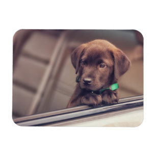 chocolade labrador puppy in auto magneet