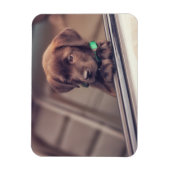 chocolade labrador puppy in auto magneet (Verticaal)