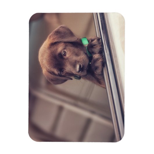 chocolade labrador puppy in auto magneet (Verticaal)