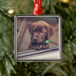 chocolade labrador puppy in auto metalen ornament