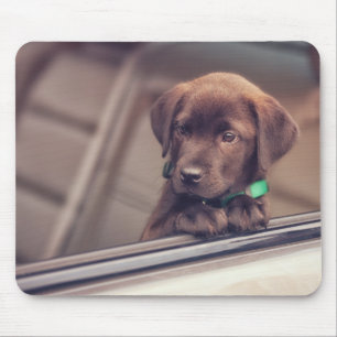 chocolade labrador puppy in auto muismat