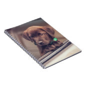 chocolade labrador puppy in auto notitieboek (Rechterzijde)