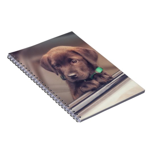 chocolade labrador puppy in auto notitieboek (Rechterzijde)