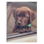chocolade labrador puppy in auto notitieboek (Voorkant)