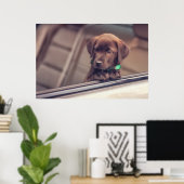 chocolade labrador puppy in auto poster (Thuiskantoor)