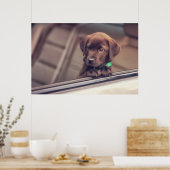 chocolade labrador puppy in auto poster (Keuken)