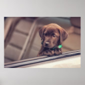 chocolade labrador puppy in auto poster (Voorkant)
