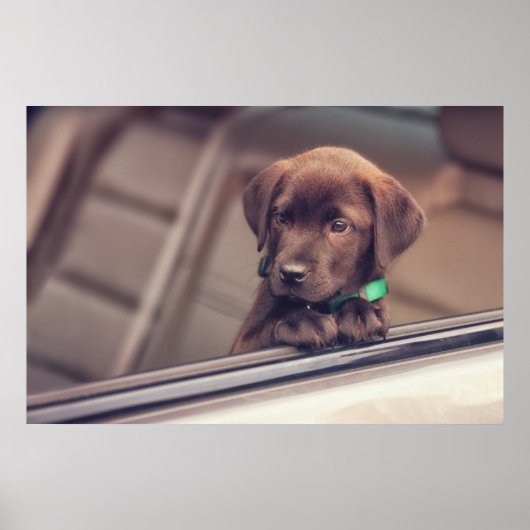 chocolade labrador puppy in auto poster (Voorkant)